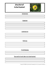 Ackerhummel-Steckbriefvorlage.pdf